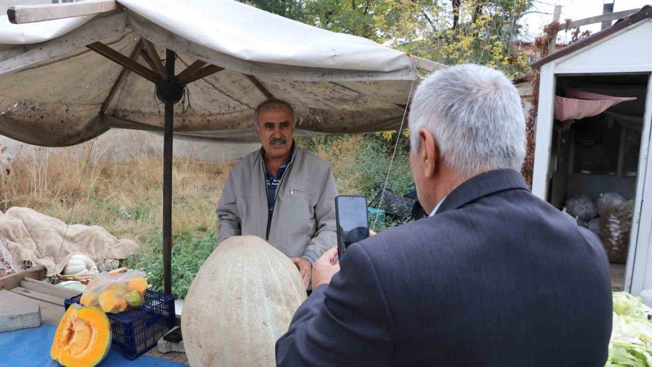 Ata tohumu 51 kiloluk dev kabak ilgi odağı oldu