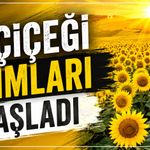 Ayçiçeği alımları başladı