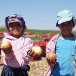 Türkiye'nin soğan ihtiyacını karşılayan tarlalar kırmızıya büründü: Başkent'te 300 kişilik mesai başladı