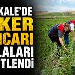 Kırıkkale’de şeker pancarı tarlaları denetlendi