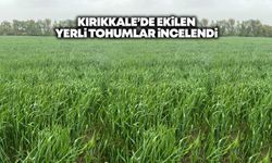 Kırıkkale’de ekilen yerli tohumlar incelendi