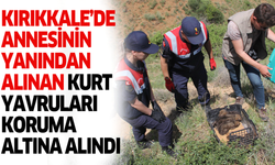 Kırıkkale’de annesinin yanından alınan kurt yavruları koruma altına alındı