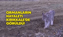 Ormanların hayaleti Kırıkkale’de görüldü!