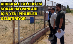 Kırıkkale Belediyesi sokak hayvanları için yeni projeler geliştiriyor