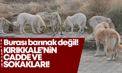 Çevre illerden bırakılan sokak köpekleri Kırıkkale’de tedirginlik yaratıyor