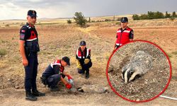 Kırıkkale’de yaralı bulunan Bal Porsuğu tedavi altına alındı