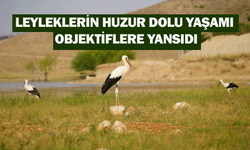 Leyleklerin huzur dolu yaşamı objektiflere yansıdı