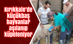 Kırıkkale’de küçükbaş hayvanlar aşılanıp küpeleniyor