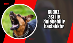 Kuduz, aşı ile önlenebilir hastalıktır