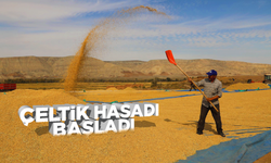 Kırıkkale'de çeltik hasadı başladı