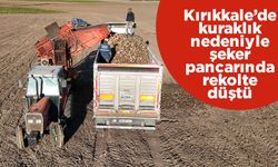 Kuraklık nedeniyle şeker pancarında rekolte düştü