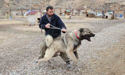 Yazın aslan, kışın kurt özellikleri taşıyor