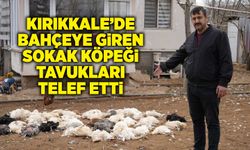 Kırıkkale’de bahçeye giren sokak köpeği tavukları telef etti