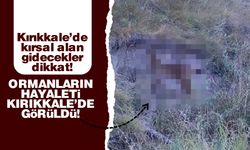 ‘Ormanların Hayaleti’, Kırıkkale’de görüldü