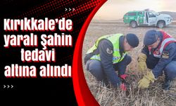 Kırıkkale’de yaralı bulunan Şahin tedavi altına alındı