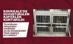 Kırıkkale'de dövüştürülen köpekler kurtarıldı! Dövüştürenlere para cezası uygulandı