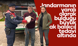 Jandarmanın yaralı olarak bulduğu büyük ak balıkçıl tedavi altında