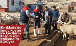 Kırıkkale’de anaç koyun ve keçilerin tespiti için çalışmalar sürüyor