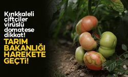 Kırıkkaleli çiftçiler bu habere dikkat! Virüslü domates alarmı! Tarım Bakanlığı harekete geçti!