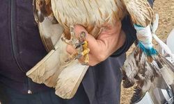 Çobanlar merada yaralı kızıl şahin buldu