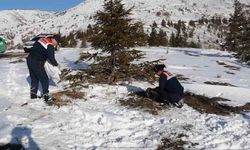 Jandarmanın yem bıraktığı alanlarda hayvanlar fotokapanlarla görüntülendi