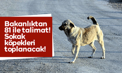 Bakanlıktan 81 ile talimat! Sokak köpekleri toplanacak!