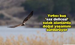 Yırtıcı kuş 'saz delicesi' sulak alanlarda doğal yaşamını sürdürüyor