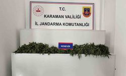 698 kök kenevir ele geçirildi