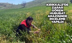 Kırıkkale’de zarar gören hububat arazisinde inceleme yapıldı