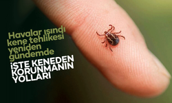 Havalar ısındı, kene tehlikesi yeniden gündemde