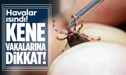 Kene Tehlikesi Yeniden Gündemde: Uzmanlardan Uyarı Var