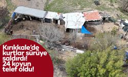 Kırıkkale’de kurtlar sürüye saldırdı! 24 koyun telef oldu!