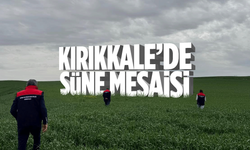 Kırıkkale’de süne zararlısına karşı tarım arazilerinde yoğun mesai