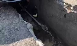 Aracın altına giren yılan çıkarıldı