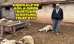 Kırıkkale’de ağıla giren kurtlar 18 koyunu telef etti