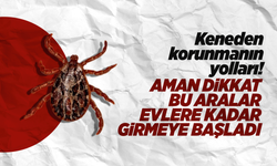 Keneden Korunmanın Yolları: Basit Önlemler Hayat Kurtarabilir