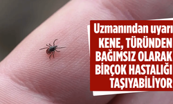 Uzmanından uyarı: "Kene, türünden bağımsız olarak birçok hastalığı taşıyabiliyor"