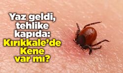 Yaz geldi, tehlike kapıda: Kırıkkale’de Kene var mı?