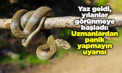 Yaz geldi, yılanlar görünmeye başladı: Uzmanlardan panik yapmayın uyarısı