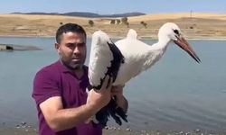 3 ay önce yaralı teslim alınan leylek sağlığına kavuştu, doğaya bırakıldı