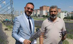 Çiftçilere örnek olması için ekilen lavantanın 4. hasadı yapıldı