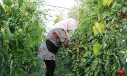 Domates yetiştiriciliği üreticiye umut oldu