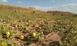 Kabak üreticileri, yağış olmadığı için dertli