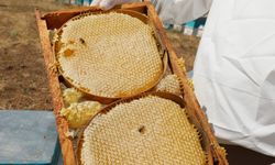 NÖHÜ’nün arı kovanlarından 2 ton bal elde edildi