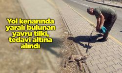 Kırıkkale’de yol kenarında yaralı bulunan yavru tilki, tedavi altına alındı