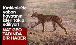Anadolu bozkırı ve ormanlarında yaban hayatının izleri takip ediliyor