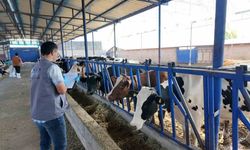 190 bin hayvana şap aşısı yapıldı