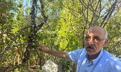 Erik ağacı ağustosun sonunda çiçek açtı