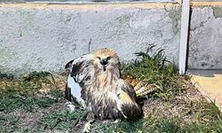 Jandarma tarafından bulunan yaralı kızıl şahin tedavi altına alındı
