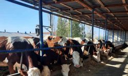 Kadınlara verilen destekler, meyvelerini vermeye başladı